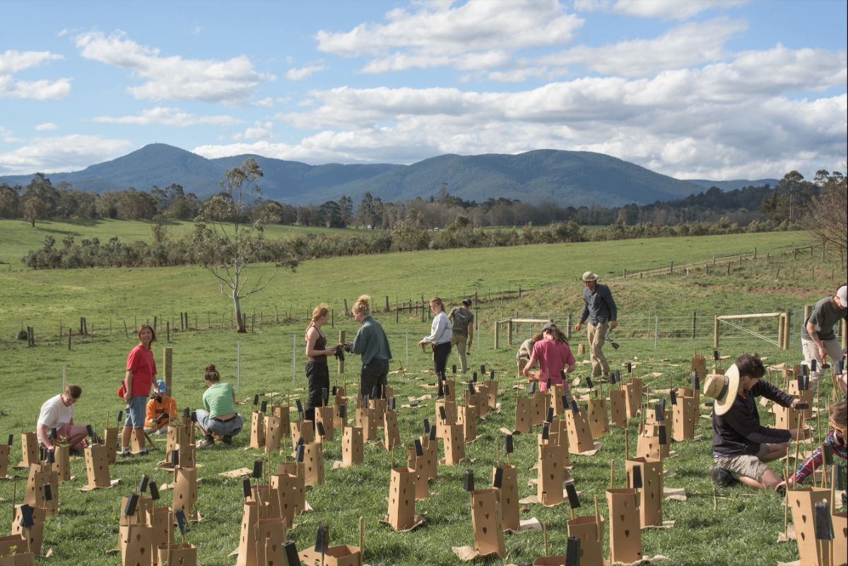 Heathmont Planting Event