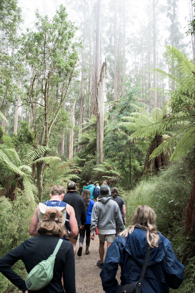 Kondalilla Falls Nature Hike